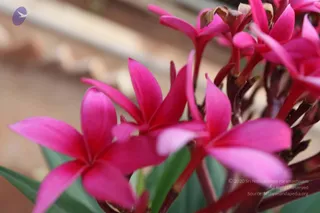 IMG_9445_CMP_WM