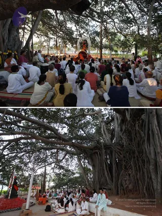 Two-panel photograph of an outdoor satsang held beneath a large banyan tree with many aerial roots. In the upper panel, a crowd of devotees sits on mats in white, cream, yellow, orange, pink and navy clothing, facing a decorated seat under the tree. The seat is covered in red and orange cloth with a white arched frame and floral garlands, and a deity murti is visible. In the lower panel, a wider view shows the banyan canopy overhead with many seated participants in white and pastel clothes gathered in rows, with a red-decorated altar and a seated figure at the right edge.