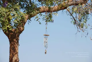 A photograph of a tree branch against a clear blue sky. A silver metal wind chime with several hollow tubes and a dangling bell-like weight hangs by a cord from the branch. Green leaves frame the upper left and right, and the bark of the trunk is visible on the left. No people are present.