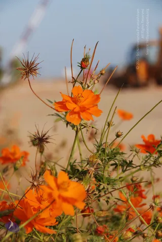 Close-up outdoor photograph of orange cosmos flowers growing among slender green stems and feathery leaves, with dried brown seed heads and unopened buds. A blurred sandy ground and a hazy blue sky with a blurred construction vehicle appear in the background. No people are visible.