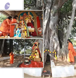 A four-panel collage of temple worship under a large banyan tree. Top-left panel shows two women in orange saris offering a plate before a golden deity murti with a red-and-gold backdrop, garlanded with marigolds and a green-and-red silk cloth. Top-right panel shows a tall banyan tree with aerial roots and a white platform wrapped in marigold garlands. Bottom-left panel shows a person in orange robes with hands folded before a golden deity murti draped in marigolds on a red pedestal, with offerings on a plate. Bottom-right panel shows a person in orange robes standing beside the banyan tree's trunk, which has a garland and small offering plates at its base. The collage is a graphic of photographs, so the people count reflects the collage's own panels, not a single scene.