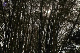 February 12 2010