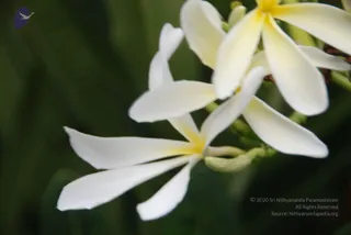July 05 2010