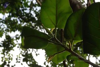 DSC_0562_CMP_WM