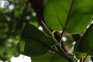 DSC_0563_CMP_WM