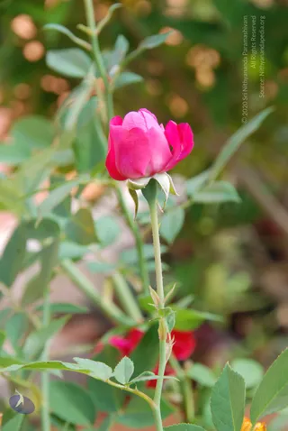 DSC_0530_CMP_WM