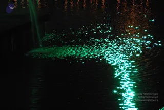 DSC_4001_CMP_WM