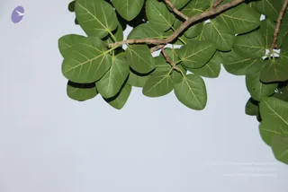 July 02 2010