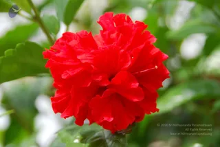 DSC_2922_CMP_WM