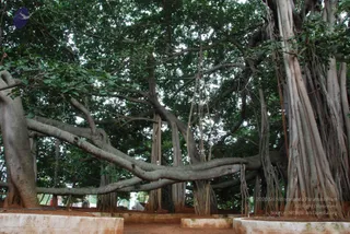 July 14 2010