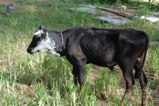 July 14 2010