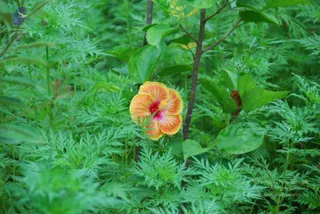 DSC_5197_CMP_WM