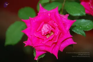 DSC_5372_CMP_WM
