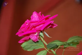 DSC_5374_CMP_WM