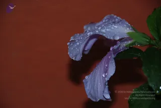 November 01 2010