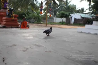 A grey pigeon stands on a pale concrete courtyard in the foreground, with cracks in the floor and small footprint marks nearby. In the background, a shaven-headed man in an orange-saffron cloth with a rudraksha mala sits beside a red-orange pedestal bearing a black stone linga garlanded with flowers. Two tall decorative cloth streamers in red, blue and yellow hang from a pole, with palm trees, a small white building and a fence behind.