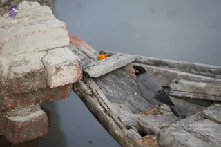 November Va 2010