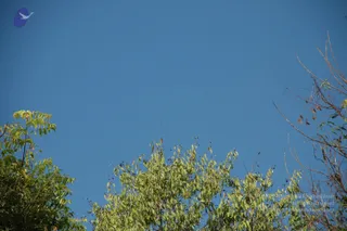 A clear blue sky fills most of the frame, with leafy green and bare branches of trees rising from the lower edge. No people, figures or ritual activity are visible. A small blue-and-white bird emblem sits in the upper left corner.