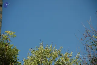 A clear blue sky fills most of the frame, with green leafy tree branches in the lower portion and bare branches on the right edge. A small dark bird is visible in flight near the centre-left. A corner of a light-coloured building wall appears at the upper left, marked by a small blue bird logo. No people are present.