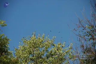 A photograph of a clear blue sky above treetops. A tree with bright green leaves and dark berry clusters fills the lower centre, while bare, thin branches with a few dry brown leaves rise on the right. Two small dark birds are visible in flight in the open sky. There are no people or ritual elements visible.