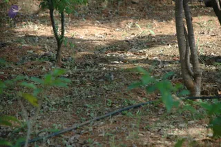 A photograph of a dry, leafy ground in a wooded area with scattered fallen leaves, small stones and sparse green saplings. Two tree trunks stand at right and left, and a long black irrigation hose runs diagonally across the lower part of the frame. A small grey squirrel sits on the ground near the centre. No people are visible.