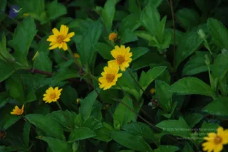 20100916_Photo_1018_DSC_7875_CMP_WM
