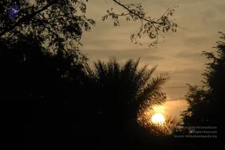 A dusk photograph of a garden scene with the sun low on the horizon, partly hidden behind a feathery palm frond. Dark silhouettes of trees frame the upper and side edges, with thin branches and leaves visible against a pale, hazy golden sky. Thin wires cross the sky near the palm. No people are visible.