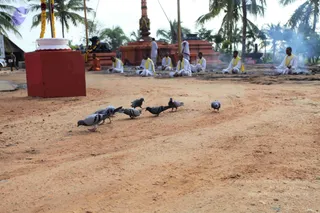 Outdoors on a sandy, reddish-brown dirt ground, a flock of grey pigeons pecks at the earth in the foreground. Behind them, a row of seated men in white dhoti-style clothes with yellow shawls sits on the ground near a red ritual structure and a small fire with smoke rising. A tall red column with a golden top stands in the background beside palm trees, and a black stone figure of a bull rests nearby. A red raised platform draped with a yellow and red garland is at the left, with an orange-robed person standing near the seated group.