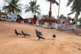 An outdoor temple scene on a dusty orange-brown ground under palm trees. Several pigeons, grey with dark wing markings, stand in the foreground on the dirt. Behind them, a group of men sit in rows wearing white dhotis with yellow shawls, some with yellow garlands, facing a tall red-orange kalasha-topped pillar and a red stone platform. A monk in orange robes sits near a dark deity murti at the left. A white-clad figure stands to the right beside the pillar. A white SUV and a small map board stand at the left edge.