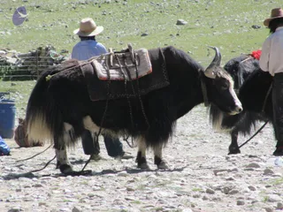 A black yak with long shaggy fur and curved horns stands on gravel in a high-altitude grassy valley, wearing a padded saddle blanket with a rope harness. Two handlers wearing wide-brimmed hats stand beside it: one with a light blue shirt has his back turned, the other on the right wears a white shirt and holds a lead rope. Another yak with a red tassel is behind them, and a stacked stone wall and blue barrel sit at the left edge.