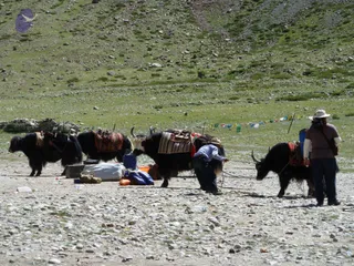 A photograph of a high-altitude grassy valley slope with a rocky, stony ground in the foreground. Several black yaks stand loaded with colourful woven saddle blankets, red and orange cloth, and packs. A man in a white shirt and dark trousers bends down near the yaks, tending their ropes beside plastic containers, a white sack and blue bags. A second person in a brown shirt, wide-brimmed hat and dark trousers stands at right holding a yak's lead. Prayer flags strung in multiple colours run across the slope behind them.
