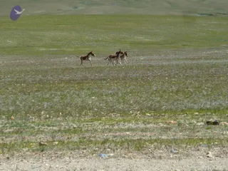 2011-Glimpses-Of-Kailash-Yatra