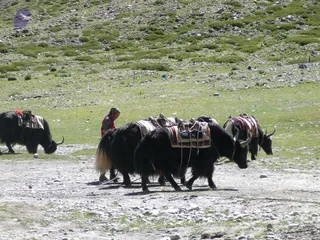 Black yaks with saddle blankets and packs walk across a stony high-altitude meadow on a sunny day. A woman in a red top and head wrap, possibly a local herder, stands among them near the middle of the group. Green grass and scattered rocks cover the hillside behind, and a faint purple shape sits at the upper left.
