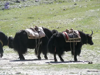 2011-Glimpses-Of-Kailash-Yatra