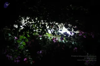 IMG_3955_CMP_WM