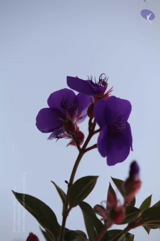 20120711_Photo_1001_IMG_8116_CMP_WM