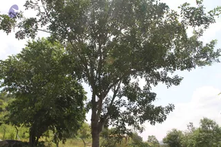 1-RAMNAGAR-VISIT_Photo_1020_IMG_4448_CMP_WM